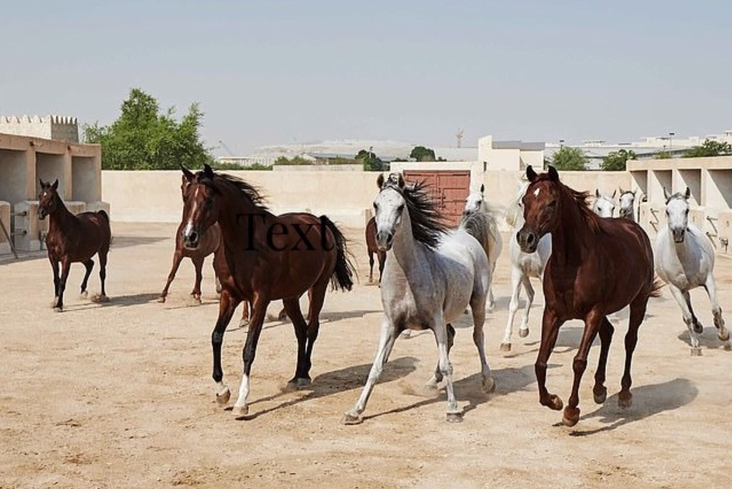 Qatar's Al Shaqab Equestrian Center Qatar's Al Shaqab Equestrian Center